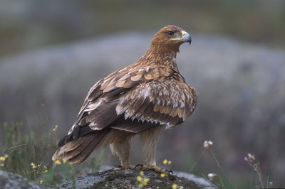 El águila imperial está en peligro de extinción.
