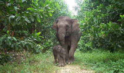 Lisa, una cría de elefante de Sumatra, junto a su madre en el Parque Nacional Tesso Nilo, en Indonesia.