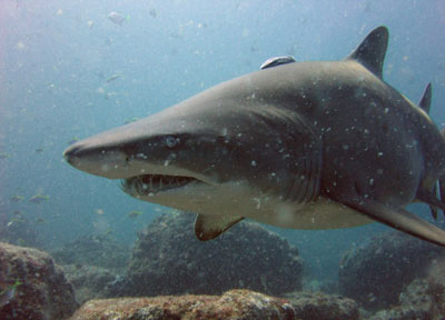 El tiburón toro es una de las especies protegidas.