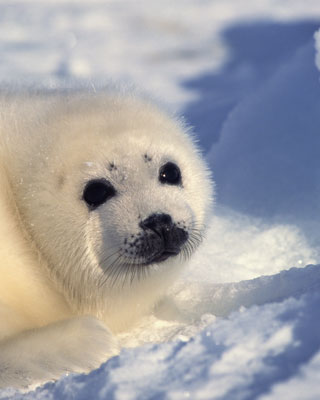Un cachorro de foca arpa. thinkstock
