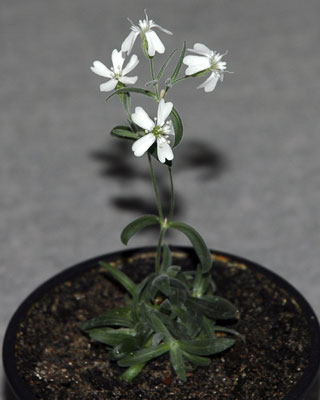 Ejemplar obtenido de la 'Silene stenophylla'.-