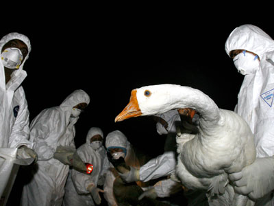 Veterinarios tomando muestras de gripe aviar en Malasia. AFP