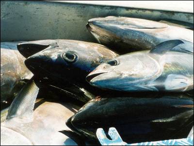 Ejemplares de una de las especies más afectadas, el atún patudo.