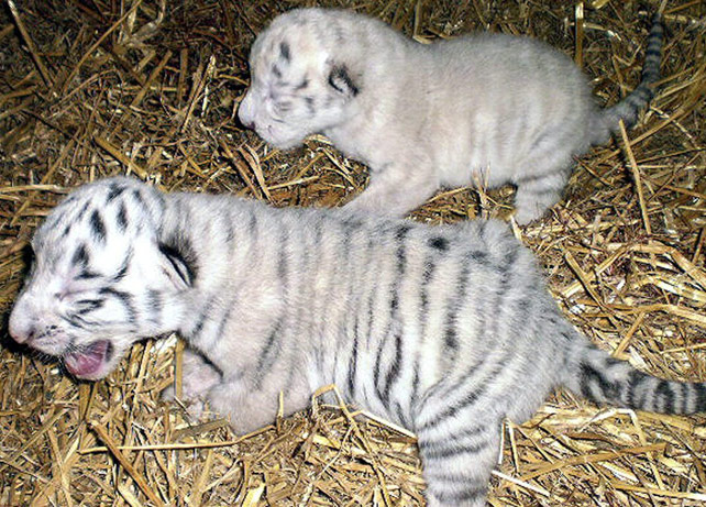 Imagen de las dos crías de tigre blanco.