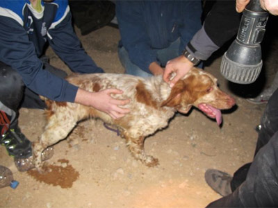 Imagen del animal poco después de ser rescatado del pozo.