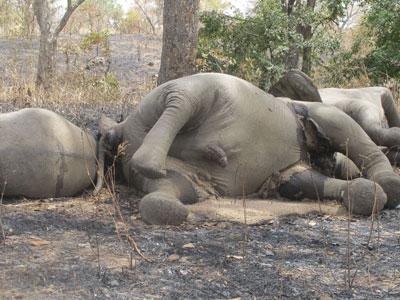 Un grupo de elefantes asesinados en Camerún.