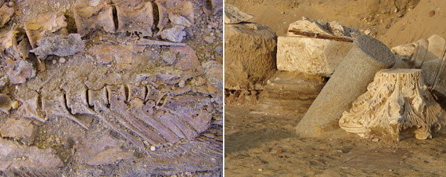 Restos de columnas vertebrales de peces y columnas con capiteles corintios encontrados en Oxirrinco.