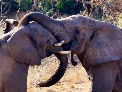 Foto de archivo de elefantes. EFE
