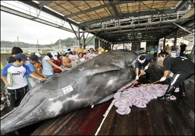 Pescadores descuartizan a una ballena en un mercado japonés. Abajo, captura de un cetáceo. AFP / EFE
