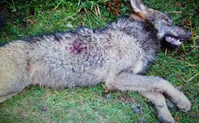 Imagen del lobo abatido facilitada por el Consorcio Interautonómico del Parque Nacional de los Picos de Europa. EP