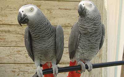 Una pareja de papagayos grises.