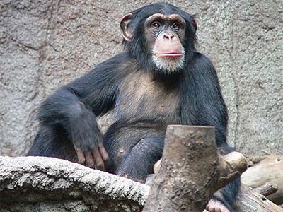 Ejemplar de chimpancé, que también posee sentido de la justicia, como los humanos. THOMAS LERSCH/WIKIMEDIA COMMONS