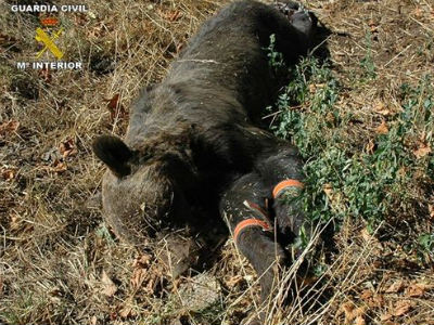 Imagen del oso asesinado difundida por la Guardia Civil