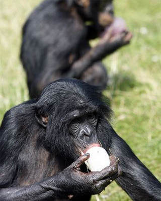 Los bonobos comparten voluntariamente la comida con extraños a cambio de compañía. -REUTERS