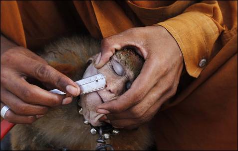 Un hombre afeita a su mono con una navaja antes de realizar trucos a cambio de dinero, en Lahore(Pakistán).-