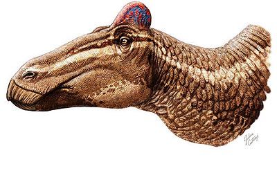 Reconstrucción de Edmontosaurus regalis. / Bell, Fanti, Currie, Arbour, Current Biology.