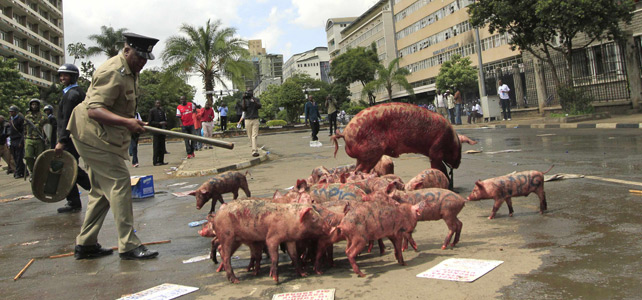 Los antidisturbios kenianos tratan de controlar a los cerdos.