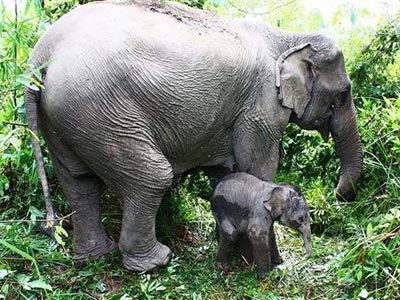 Denuncian el uso en circos españoles de elefantes asiáticos en extinción. -WIKIPEDIA