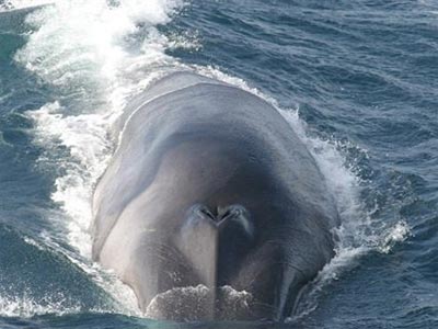Japón dice que caza ballenas en el Antártico por razones científicas. -WIKIPEDIA