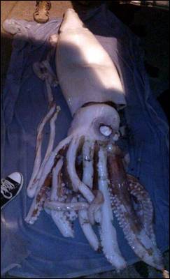 Imagen del calamar gigante. EFE