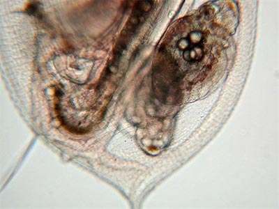 Científicos logran resucitar 'pulgas de agua' de 700 años.