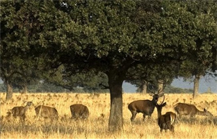 El PP permite a los terratenientes cazar dentro de los parques nacionales