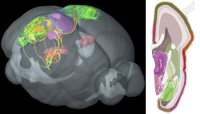 Fotografía facilitada por el Allen Institute for Brain Science de la transcripción de una parte del cerebro de un ratón.