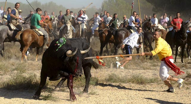 El mozo Óscar Bartolomé Hernández acaba con la vida de 'Afligido' en el Torneo del Toro de la Vega, en Tordesillas