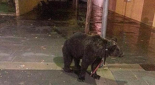 Imagen del oso abandonado por su su cuidador.