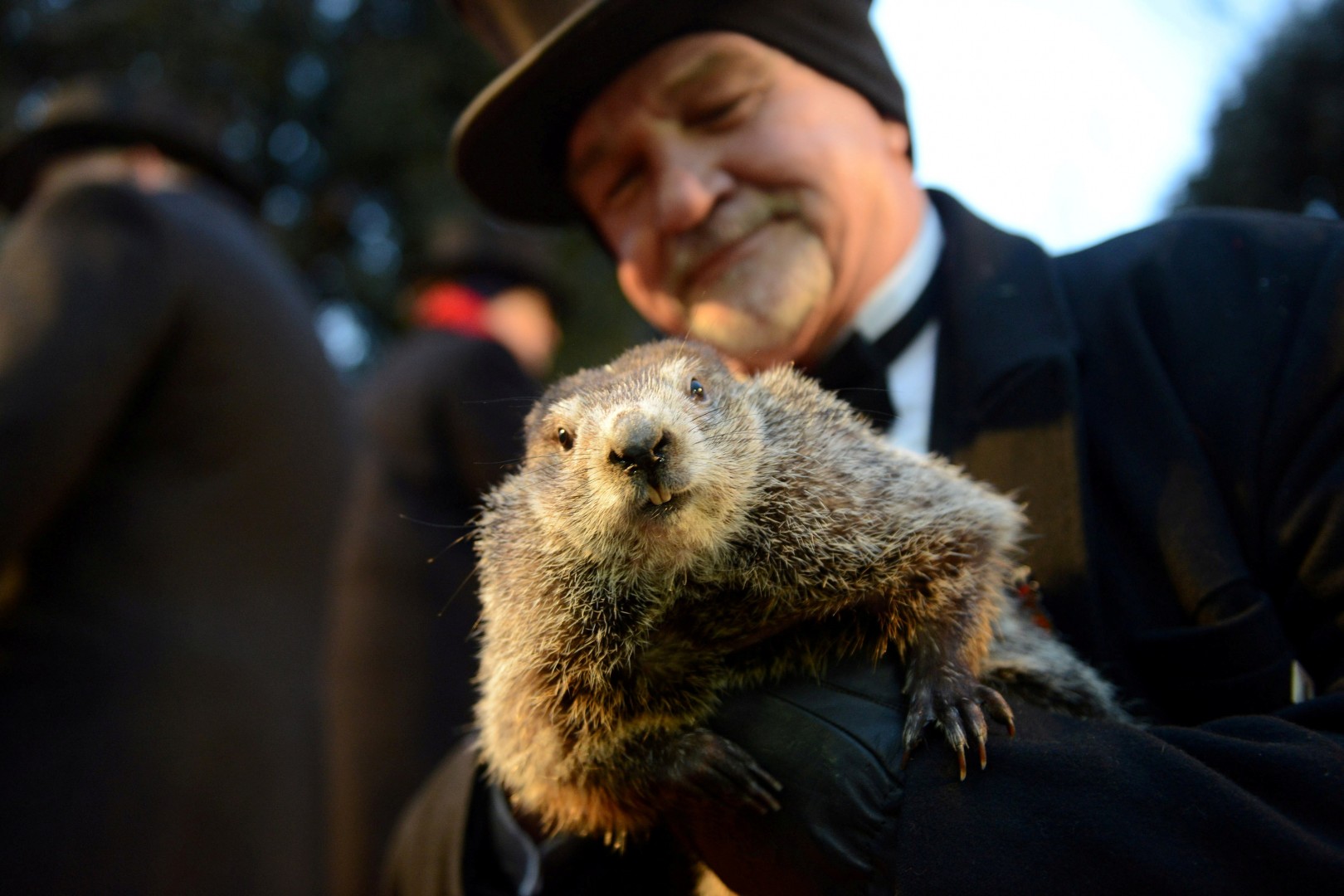 El Día de la Marmota Phil la marmota de Punxsutawney vaticina seis