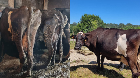 Las vacas rescatadas por el refugio de animales, antes y después.