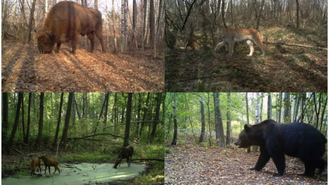 Bisonte europeo (Bison bonasus), lince boreal (Lynx lynx), alces (Alces alces) y oso pardo (Ursus arctos) fotografiados por las cámaras del proyecto TREE dentro de la zona de exclusión de Chernóbil (Ucrania). Proyecto TREE/Sergey Gaschack