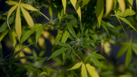  Vista de plantas de cannabis en la granja de producción de la Asociación de Investigación y Apoyo al Paciente de Cannabis Medicinal (APEPI) en Paty dos Alferes, estado de Río de Janeiro, Brasil, el 9 de septiembre de 2021.- AFP