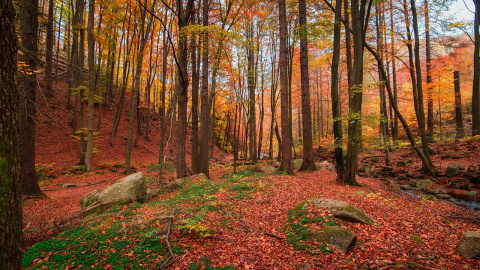  Un bosque en otoño. Pixabay