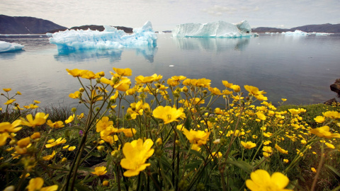 Flores silvestres en una colina con vista a un fiordo lleno de icebergs cerca de la ciudad de Narsaq, en el sur de Groenlandia. REUTERS/Bob Strong