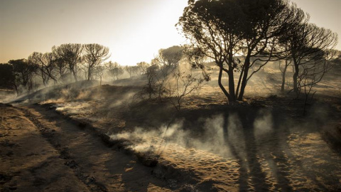 Aspecto del Espacio Natural de Doñana tras el incendio de 2017 en el paraje 'La Peñuela' de Moguer (Huelva). - EFE