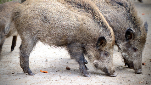  El Ayuntamiento de Málaga ha optado por controlar la población de jabalíes matándolos con flechas. - Pixabay