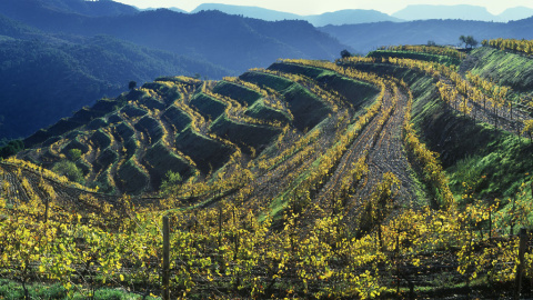 Paisatge del Priorat.