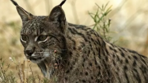 Muere atropellada una hembra de lince nacida este año en Toledo