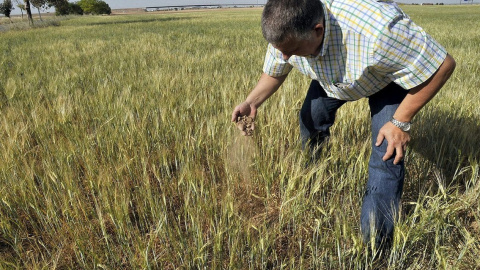 Un productor de cereales. Foto: EFE ARCHIVO/Manu