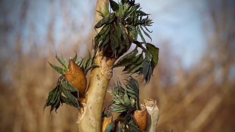 Daños de las heladas tardías en árboles del Jardín Botánico de Múnich (Alemania). / Constantin Zohner