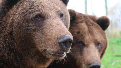 Los científicos analizaron la mordida de osos modernos, así como la de los fósiles de osos de las cavernas. / Pixabay