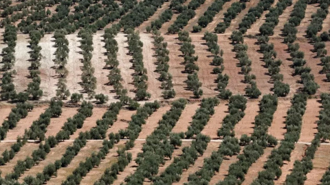  Olivares en Chiclana de Segura, cerca de Jaén. – Reuters / Jon Nazca