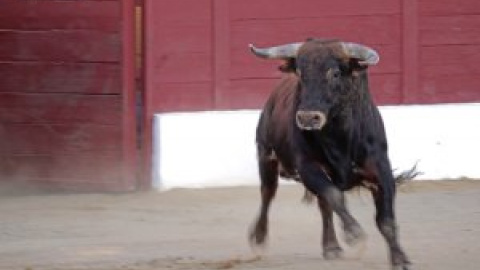 El 'lobby' taurino reclama ayudas económicas y la emisión de "faenas históricas" en TVE durante la pandemia