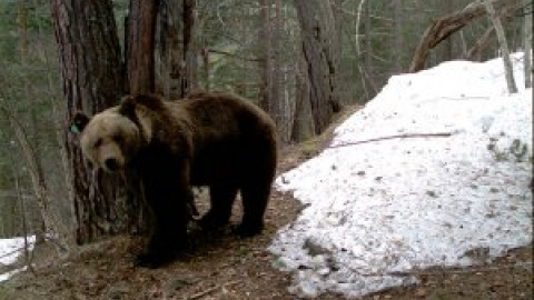 Los ganaderos del Pirineo estallan contra los osos