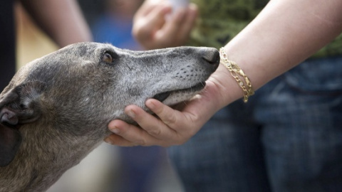 La Audiencia de Valencia prohíbe tener animales a un maltratador de perros. EFE/Archivo