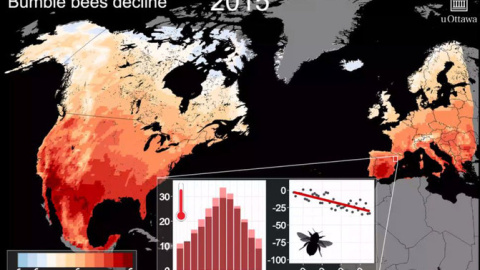 A medida que aumentan las temperaturas desaparecen los abejorros, como muestra este gráfico de 2014. / Peter Soroye et al.