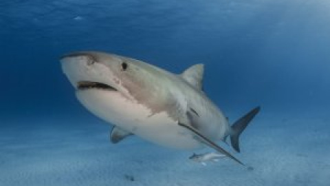 La sobrepesca amenaza a los tiburones oceánicos