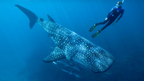 El investigador australiano Mark Meekan nada junto a un tiburón ballena. / AIMS