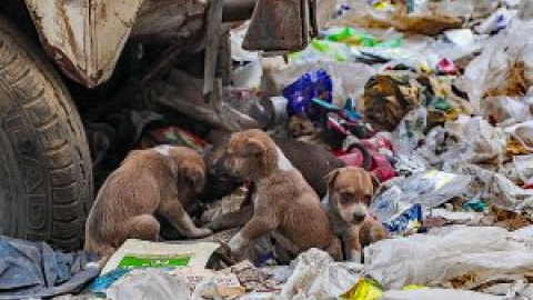 Los egipcios buscan una "solución final" para sacar de las calles a 15 millones de perros